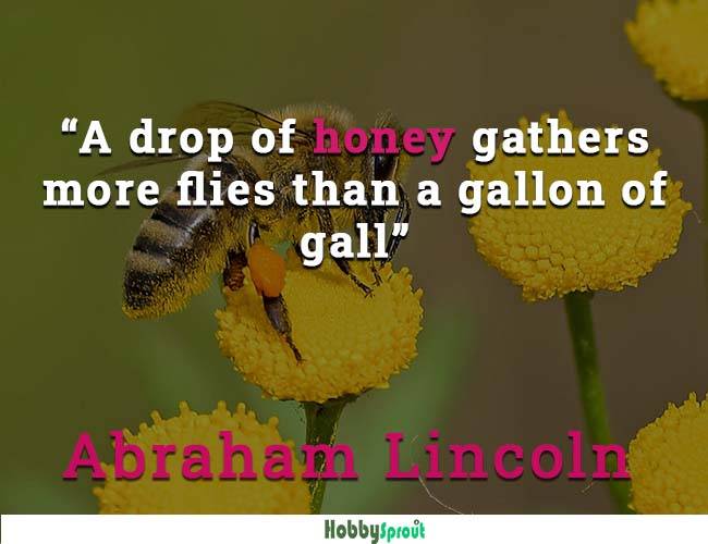Bee on a flower - Abraham Lincoln Quotes