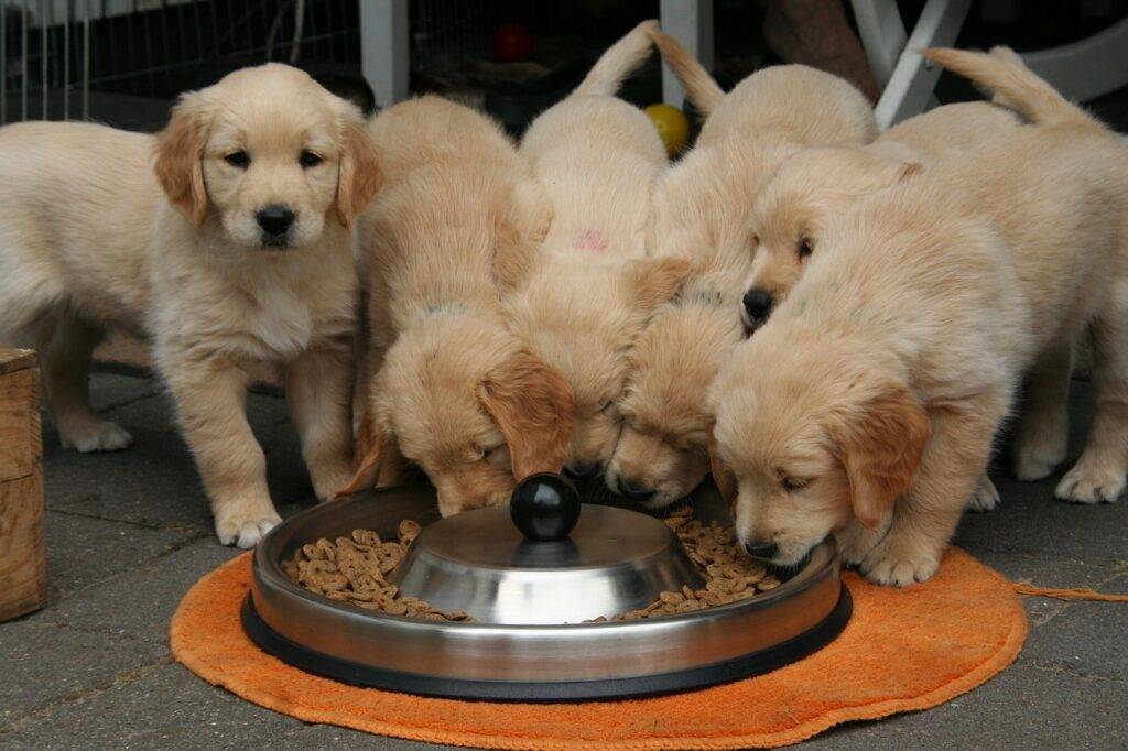 golden retriever puppies eating - Best Hobbies for Dogs