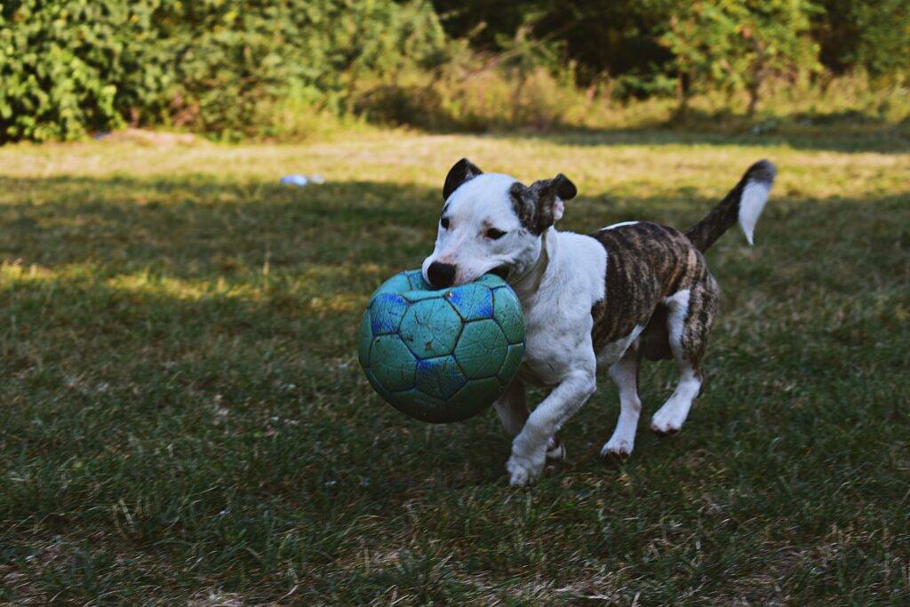 Dog playing fetch - Best hobbies for Dogs