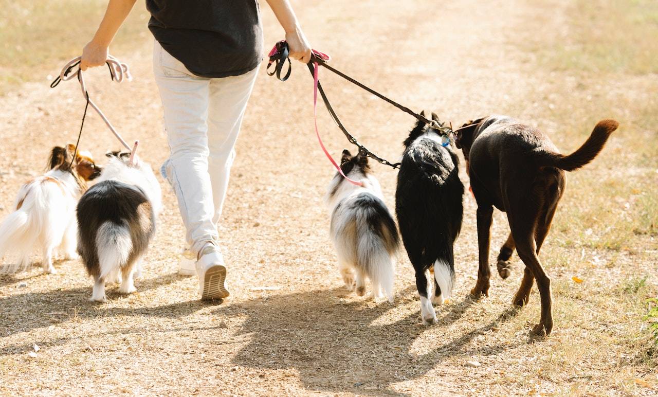 Hobbies For Women In Their 30s -Walking a dog